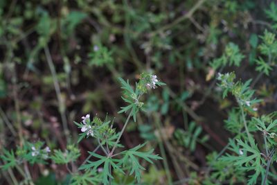 Geranium carolinianum, photographed by WATANABE Hitoshi 渡辺仁