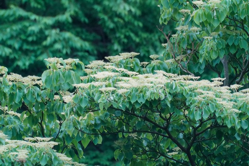 Cornus controversa, photographed by WATANABE Hitoshi 渡辺仁
