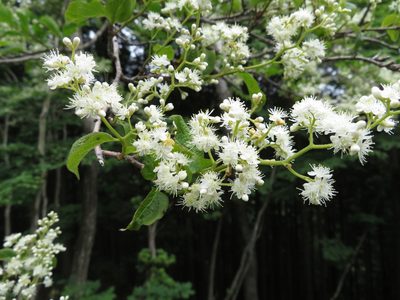 Symplocos sawafutagi, photographed by Marco Mussita