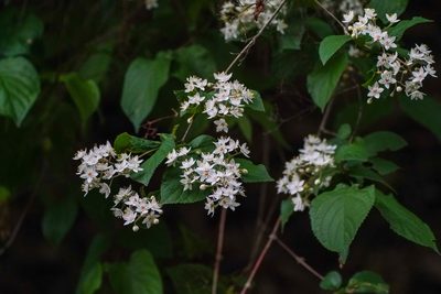 Deutzia scabra, photographed by WATANABE Hitoshi 渡辺仁