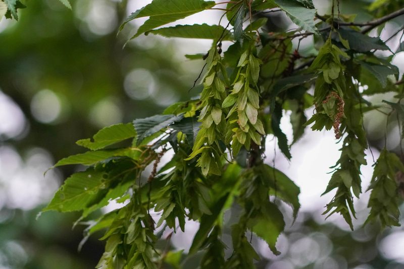 Carpinus laxiflora, photographed by WATANABE Hitoshi 渡辺仁