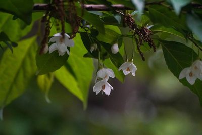 Styrax japonicus, photographed by WATANABE Hitoshi 渡辺仁