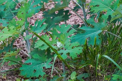 Macleaya cordata, photographed by WATANABE Hitoshi 渡辺仁