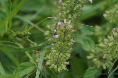 Clinopodium gracile, photographed by WATANABE Hitoshi 渡辺仁