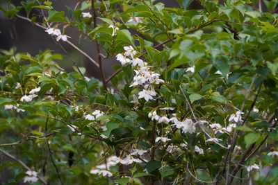 Styrax japonicus, photographed by WATANABE Hitoshi 渡辺仁
