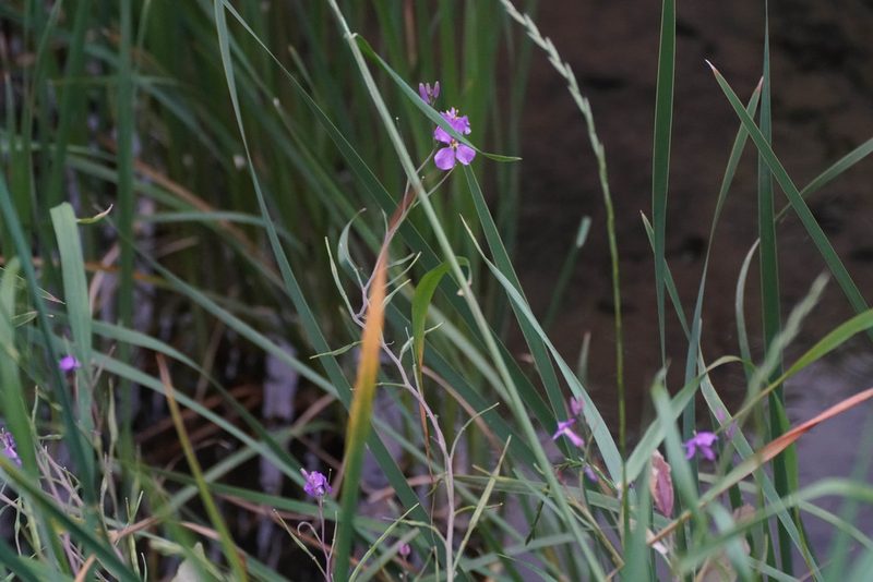 Orychophragmus violaceus, photographed by WATANABE Hitoshi 渡辺仁