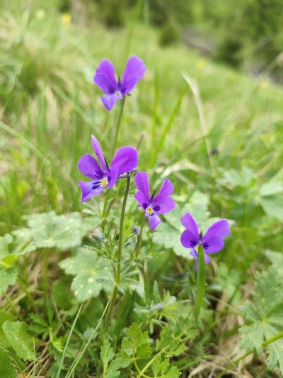 Viola declinata, photographed by xulescu_g