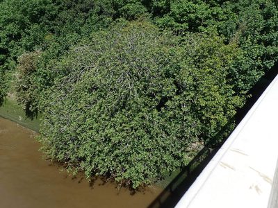 Ficus carica, photographed by Daniel Cahen