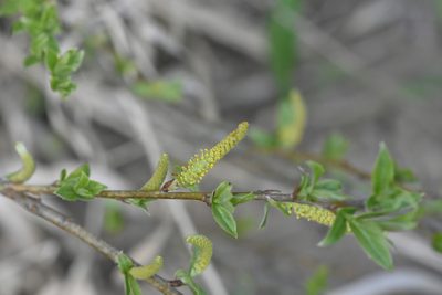 Salix triandra, photographed by Марина Садыкова