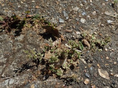 Cerastium glomeratum, photographed by Daniel Cahen