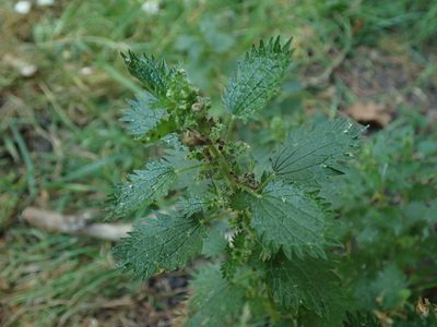 Urtica urens, photographed by Daniel Cahen