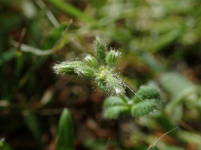 Cerastium glomeratum, photographed by Daniel Cahen