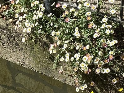 Erigeron karvinskianus, photographed by rmjb