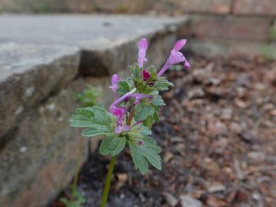 Lamium amplexicaule, photographed by Daniel Cahen