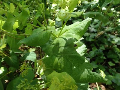 Smyrnium perfoliatum, photographed by Daniel Cahen