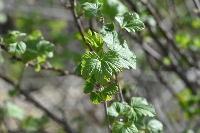 Ribes nigrum, photographed by Марина Садыкова