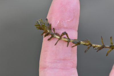 Elodea canadensis, photographed by Марина Садыкова