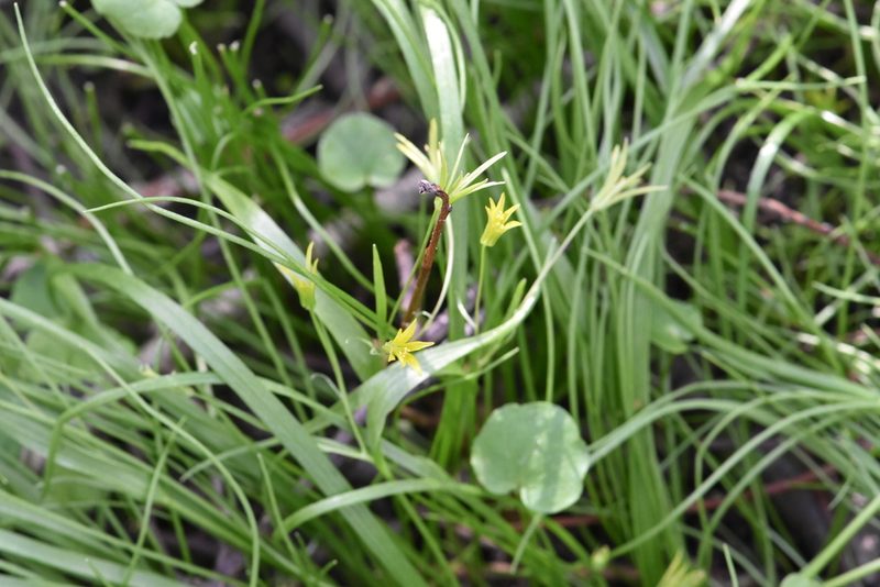 Gagea minima, photographed by Марина Садыкова