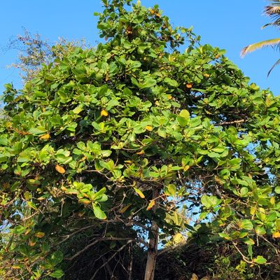 Terminalia catappa, photographed by Maria Janeiro