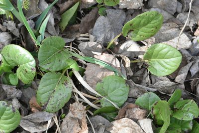 Pyrola rotundifolia, photographed by Марина Садыкова