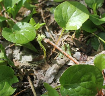 Pyrola rotundifolia, photographed by Daria