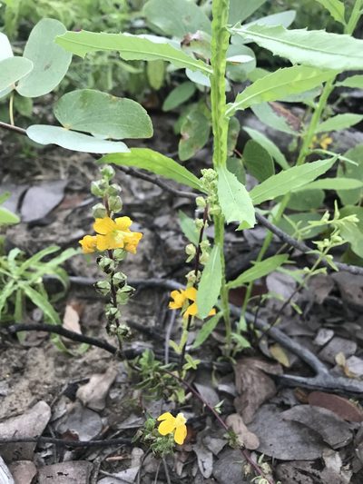 Alectra orobanchoides, photographed by rosshawkins