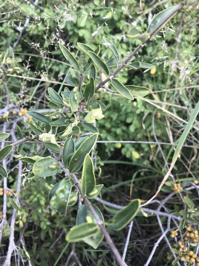 Coptosperma zygoon, photographed by rosshawkins