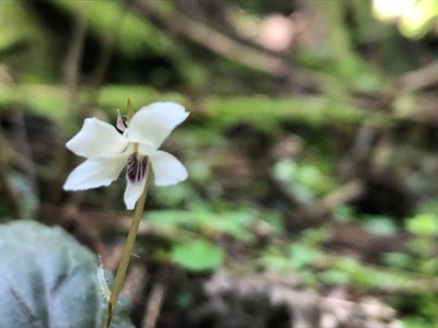Viola maximowicziana, photographed by Yoshimasa Uchiyama