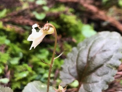 Viola maximowicziana, photographed by Yoshimasa Uchiyama