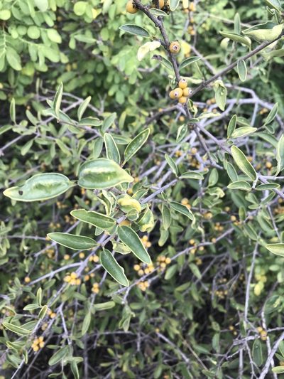 Coptosperma zygoon, photographed by rosshawkins