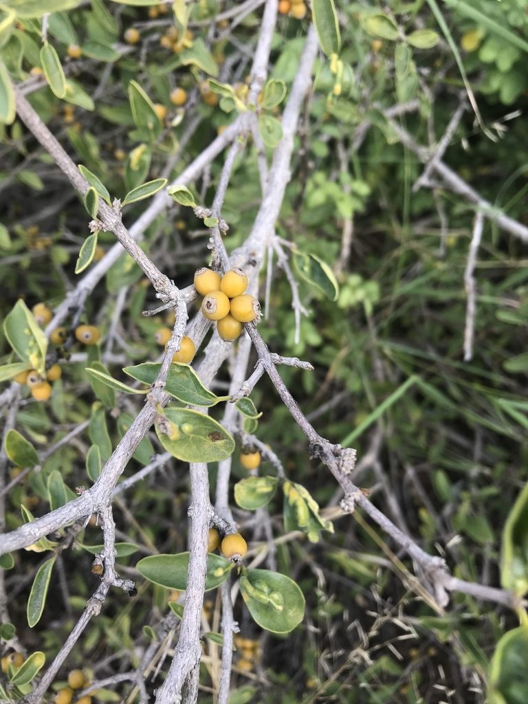 Coptosperma zygoon, photographed by rosshawkins