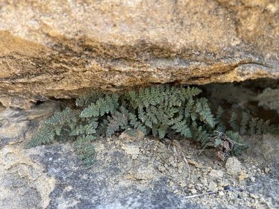 Myriopteris gracilis, photographed by Brandon Corder