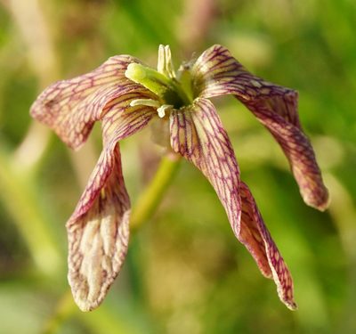 Hesperis tristis, photographed by Patrick Hacker