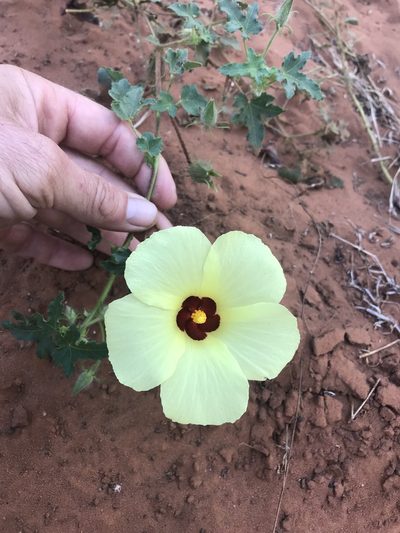 Hibiscus schinzii, photographed by rosshawkins
