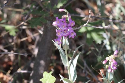 Penstemon secundiflorus, photographed by Shane Sherwood