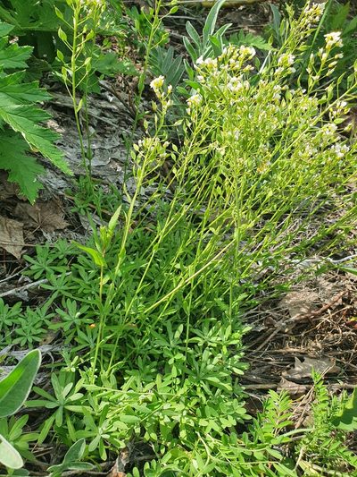Draba podolica, photographed by Анна Митрошенкова