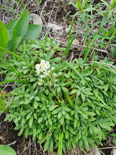Draba podolica, photographed by Анна Митрошенкова