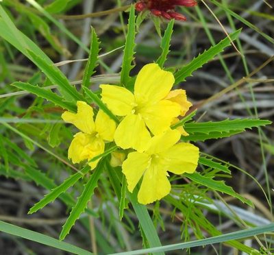 Oenothera capillifolia, photographed by saltyhiker