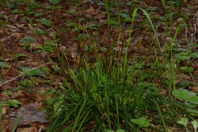 Carex digitata, photographed by Поляков Александр