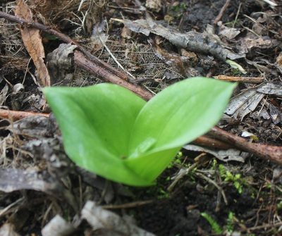 Neottia ovata, photographed by Daria