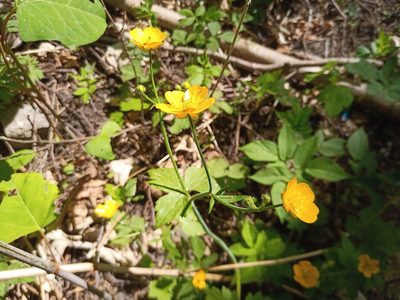 Ranunculus lanuginosus, photographed by Michal Honskus