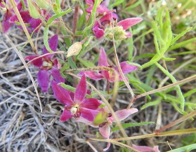 Krameria lanceolata, photographed by saltyhiker