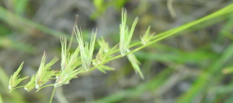 Bouteloua rigidiseta, photographed by saltyhiker
