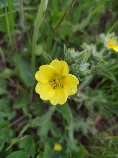 Potentilla astracanica, photographed by Иван Ковтун Ivan Kovtun