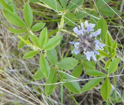 Pediomelum cuspidatum, photographed by saltyhiker