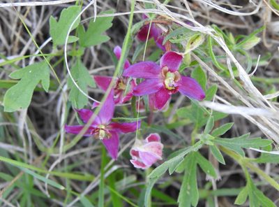Krameria lanceolata, photographed by saltyhiker