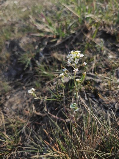 Noccaea thlaspidioides, photographed by Юлия