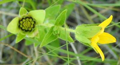 Lindheimera texana, photographed by saltyhiker