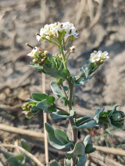 Noccaea thlaspidioides, photographed by Юлия