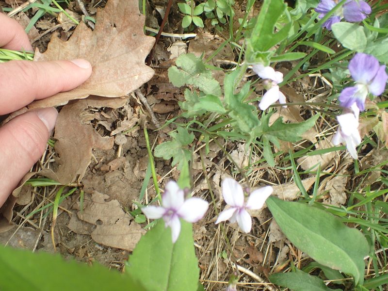 Viola subsinuata, photographed by John Baur